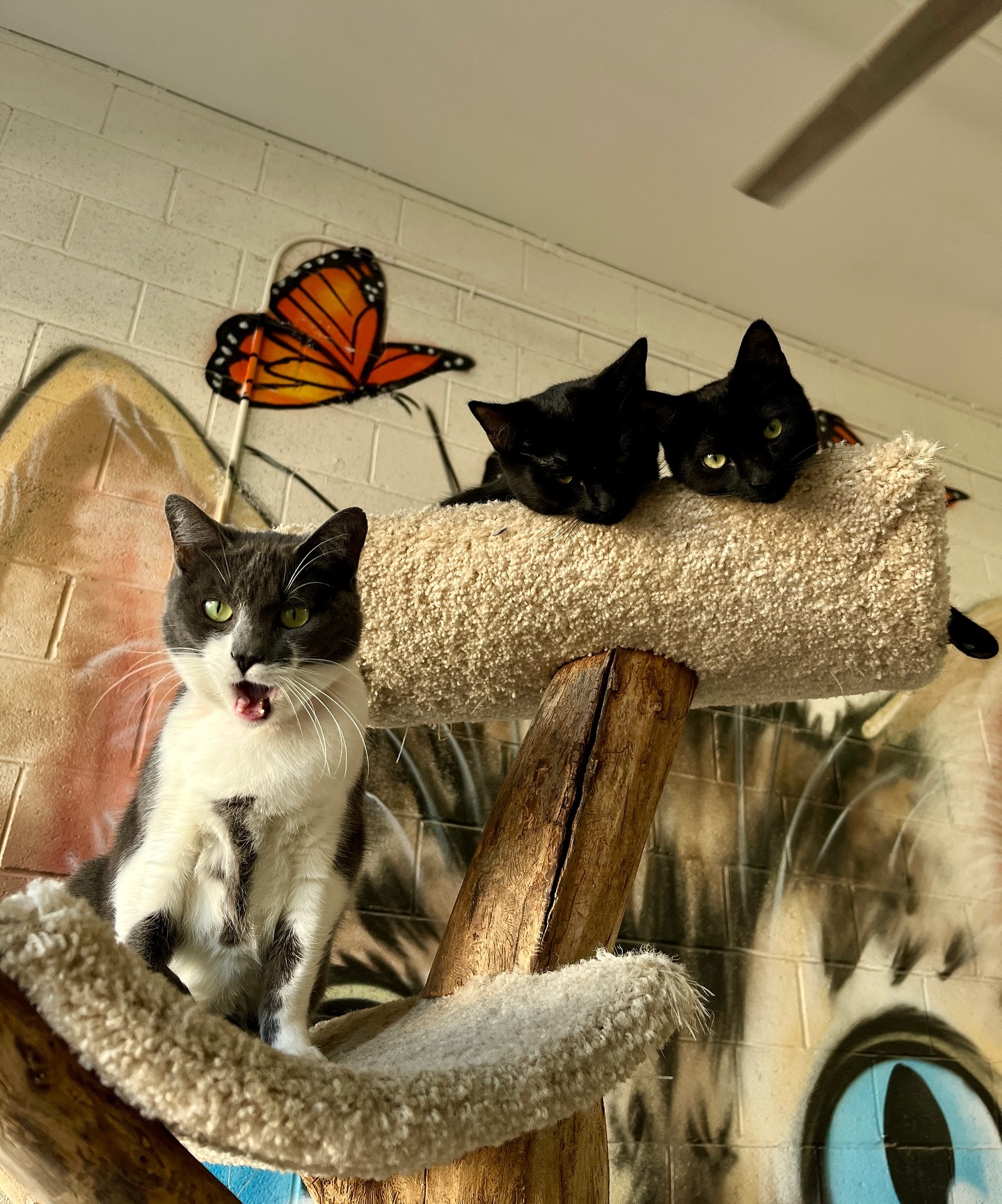 About - Pedro Pet Pals