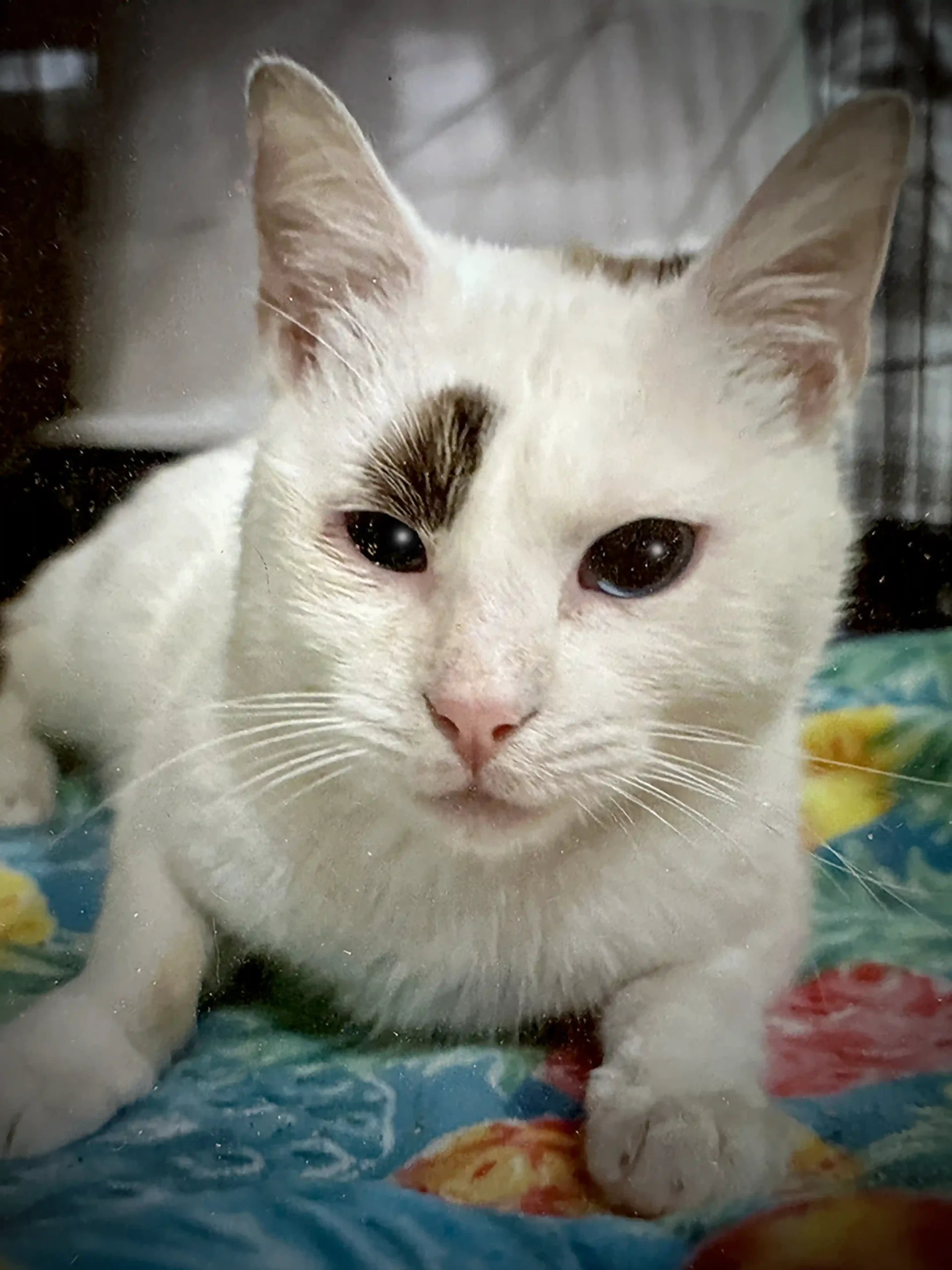 A Day In The Life Of Peter Pedro Pet Pals