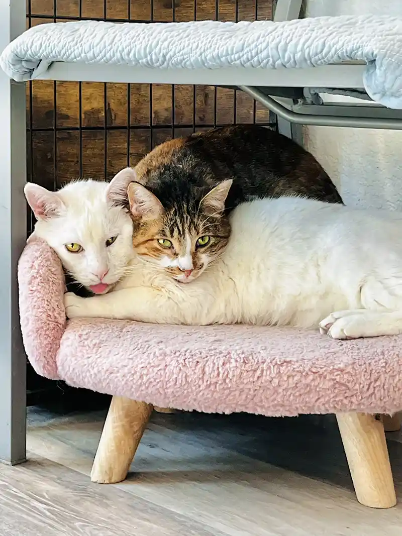 A Day in the Life, Rosie, Rubix, Animal Welfare, SNIP4LA, Pedro Pet Pals, Spay/Neuter