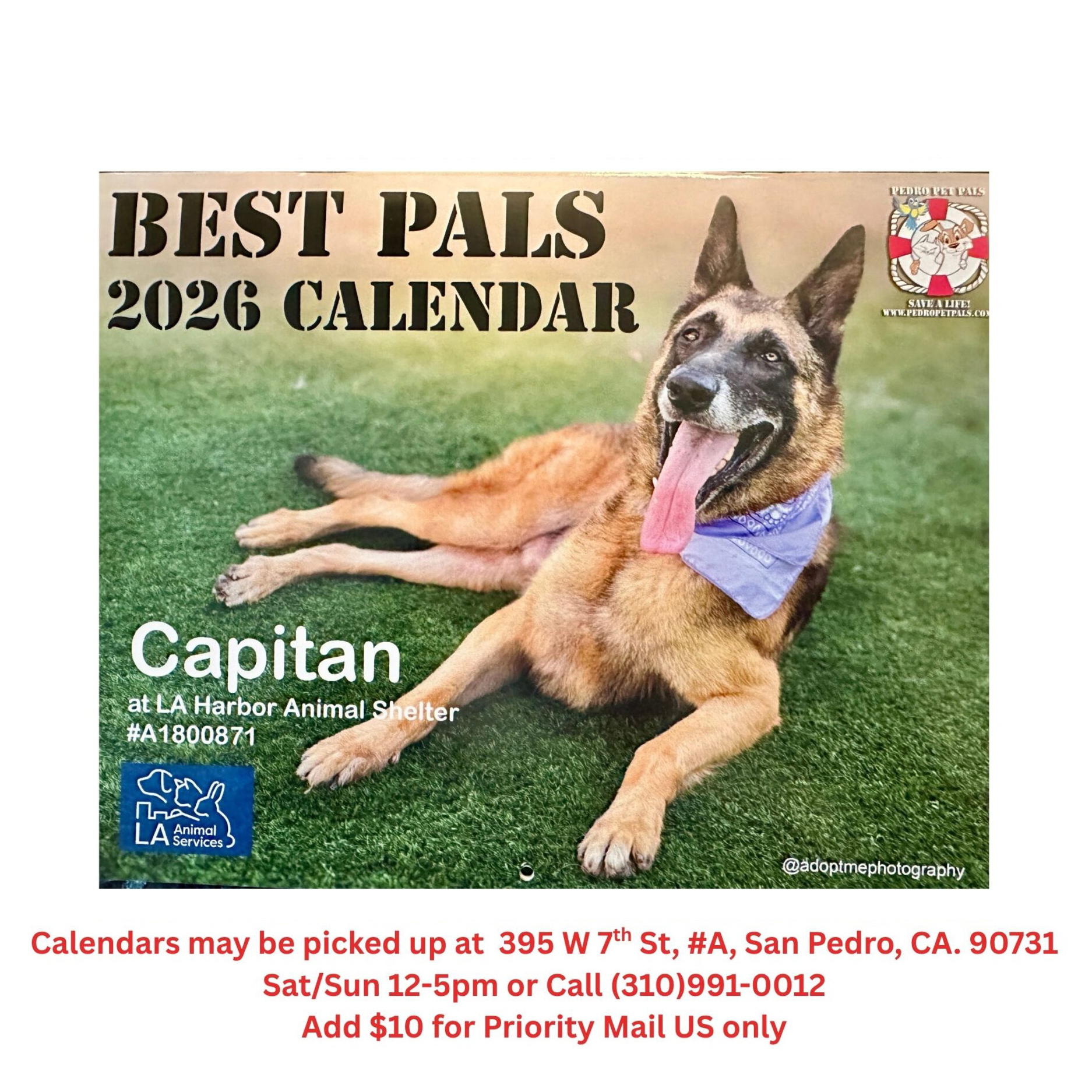 Your Pet Pal Top 7 Reasons Why Pets Are Family